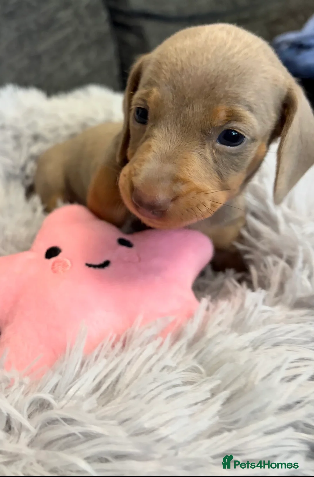 Miniature Dachshund dogs for sale: KC registered miniature dachshund pups smooth coat - Advert 6