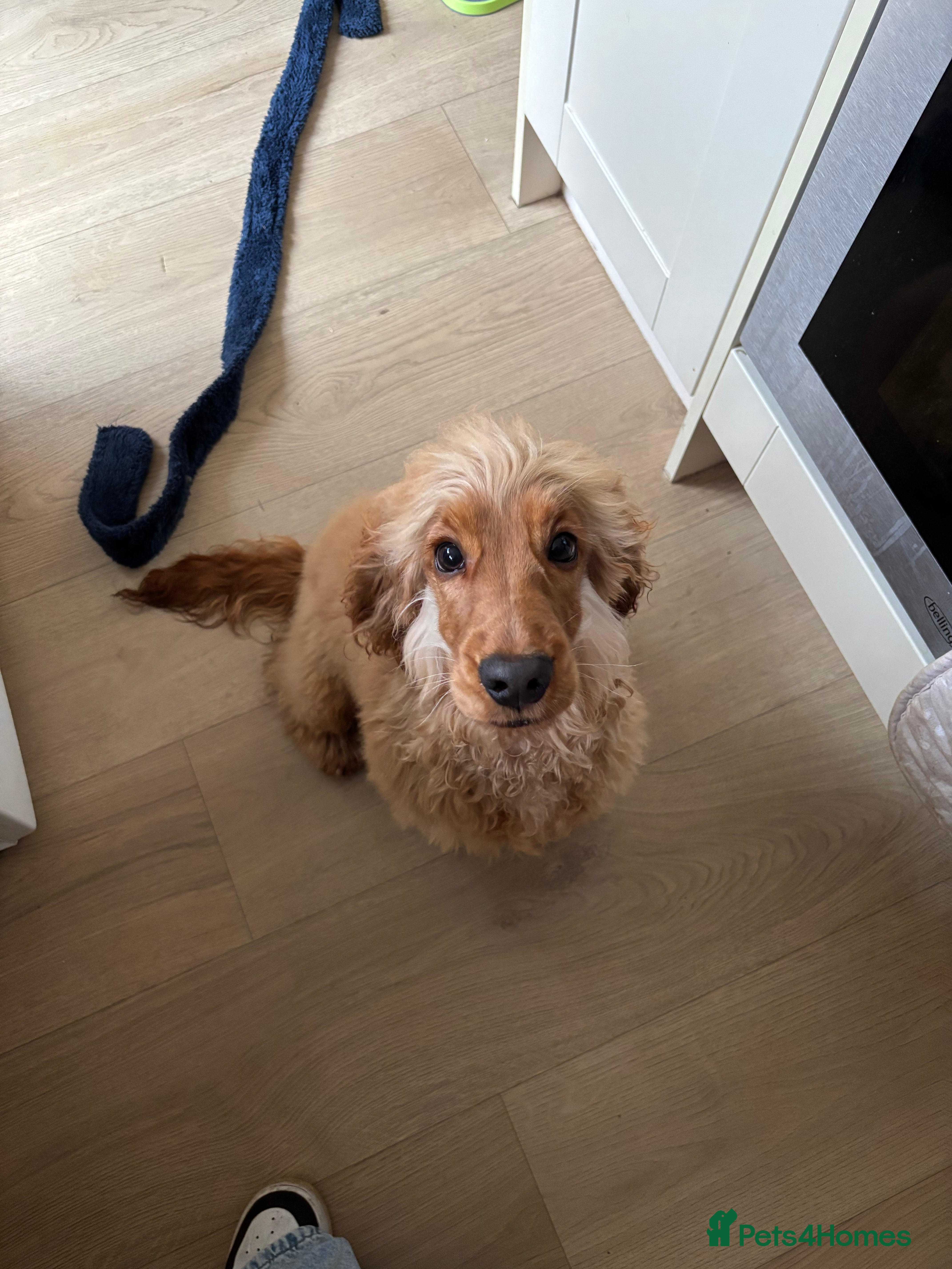 Cocker Spaniel dogs 9 month old KC RegisteredShow Cocker Spaniel Sonny - Advert 5