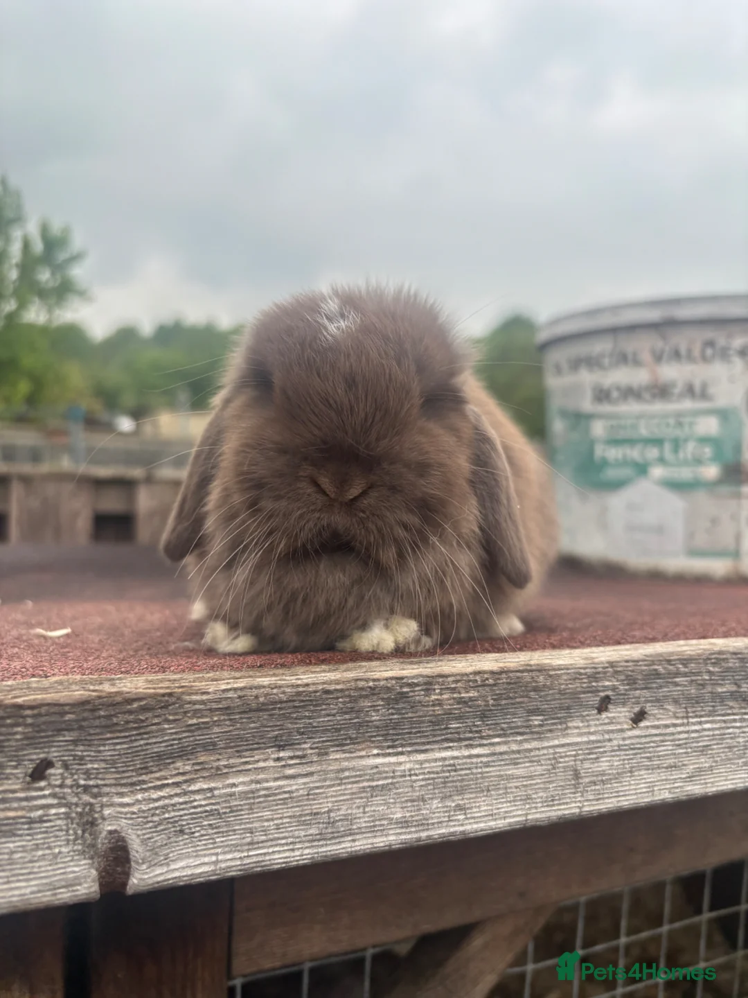 Mini Lop rabbits for sale: Mini Lop Rabbits Ready at Weekend - Advert 2