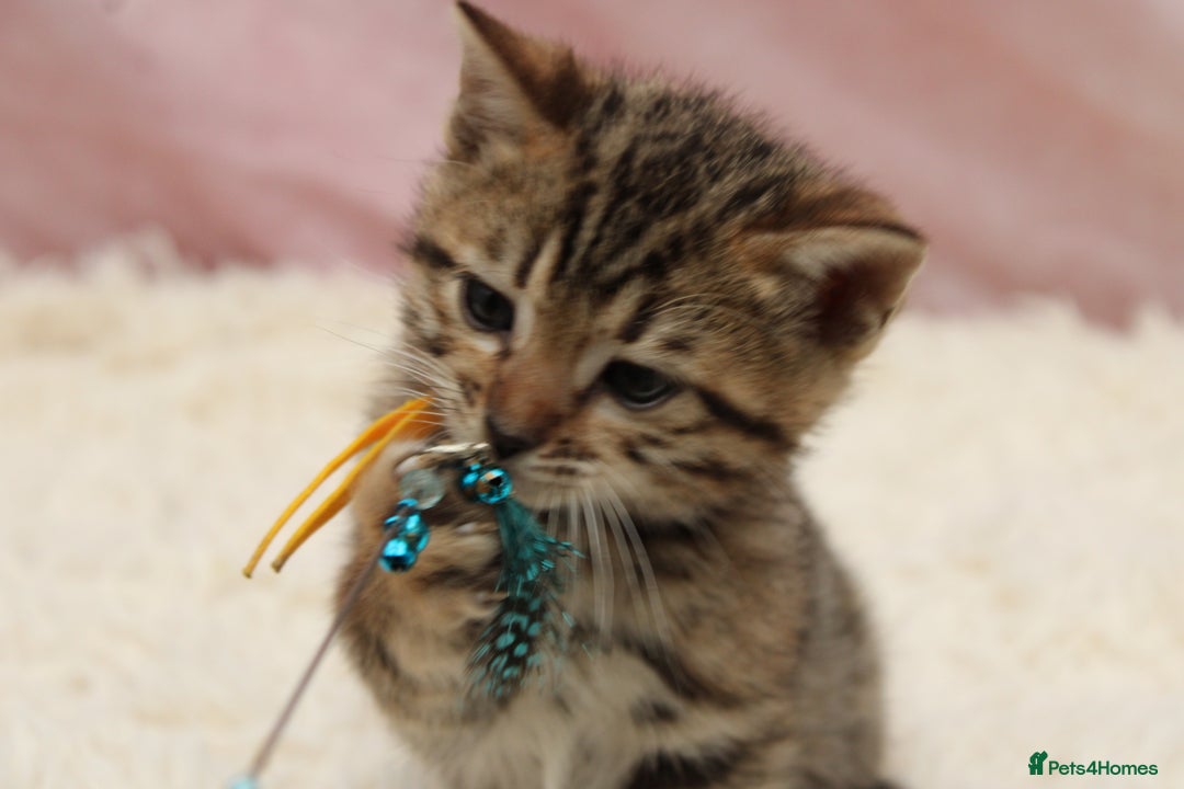 Bengal cats for sale: 🔥Stunning Bengals for reservation only 2 left🔥 - Advert 5