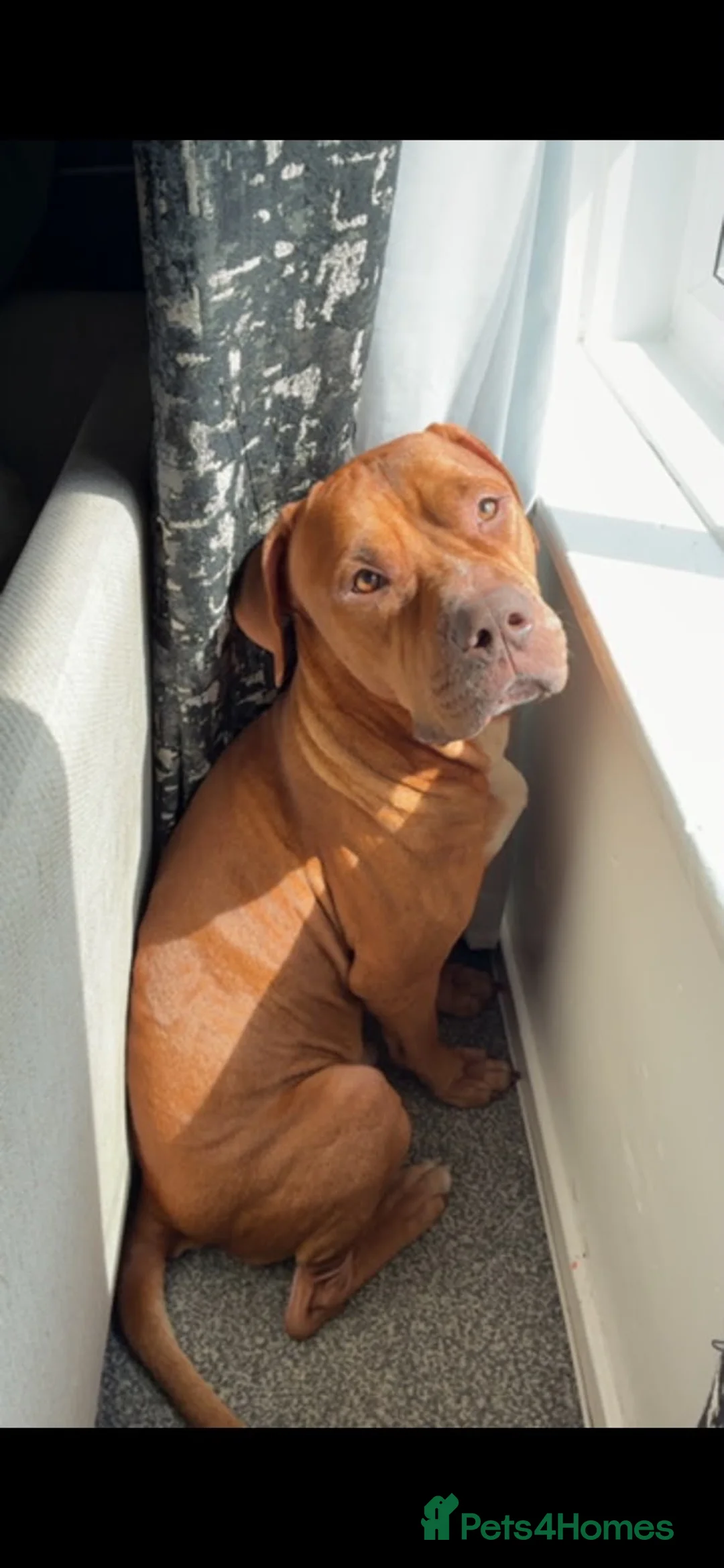 Mixed Breed dogs for sale: Loving home needed in Knaresborough - Advert 2
