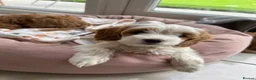 Cockapoo dogs for sale: Gorgeous Cockapoo Puppy  in Hinckley - Advert 9
