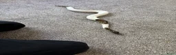 Python Snake reptiles for sale: Pied ball python  - Advert 7