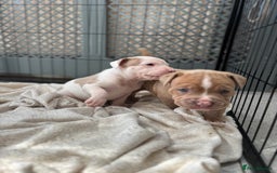 Staffordshire Bull Terrier dogs for sale: Ready now !! - Image 16