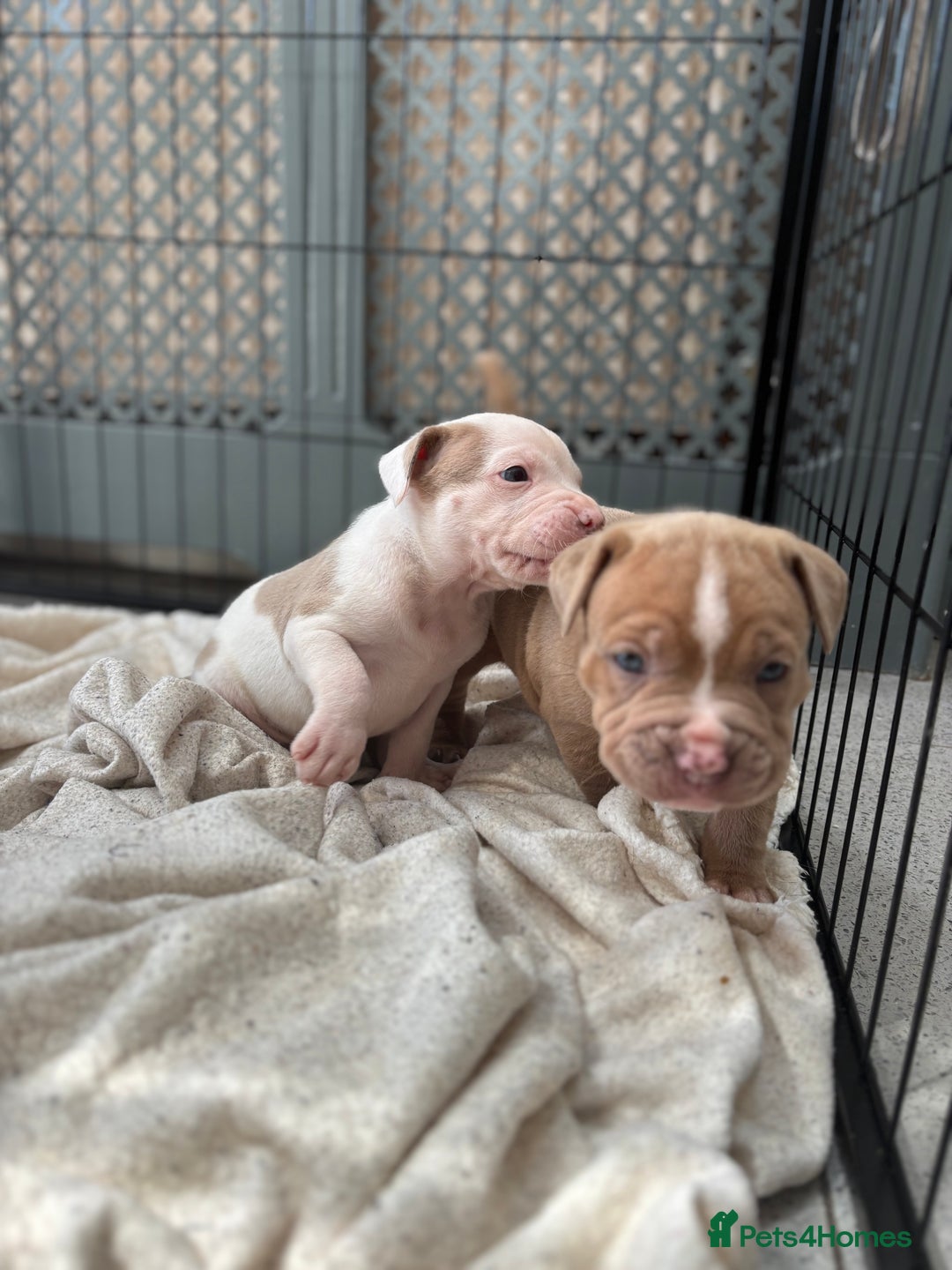 Staffordshire Bull Terrier dogs for sale: Ready now !! - Image 16