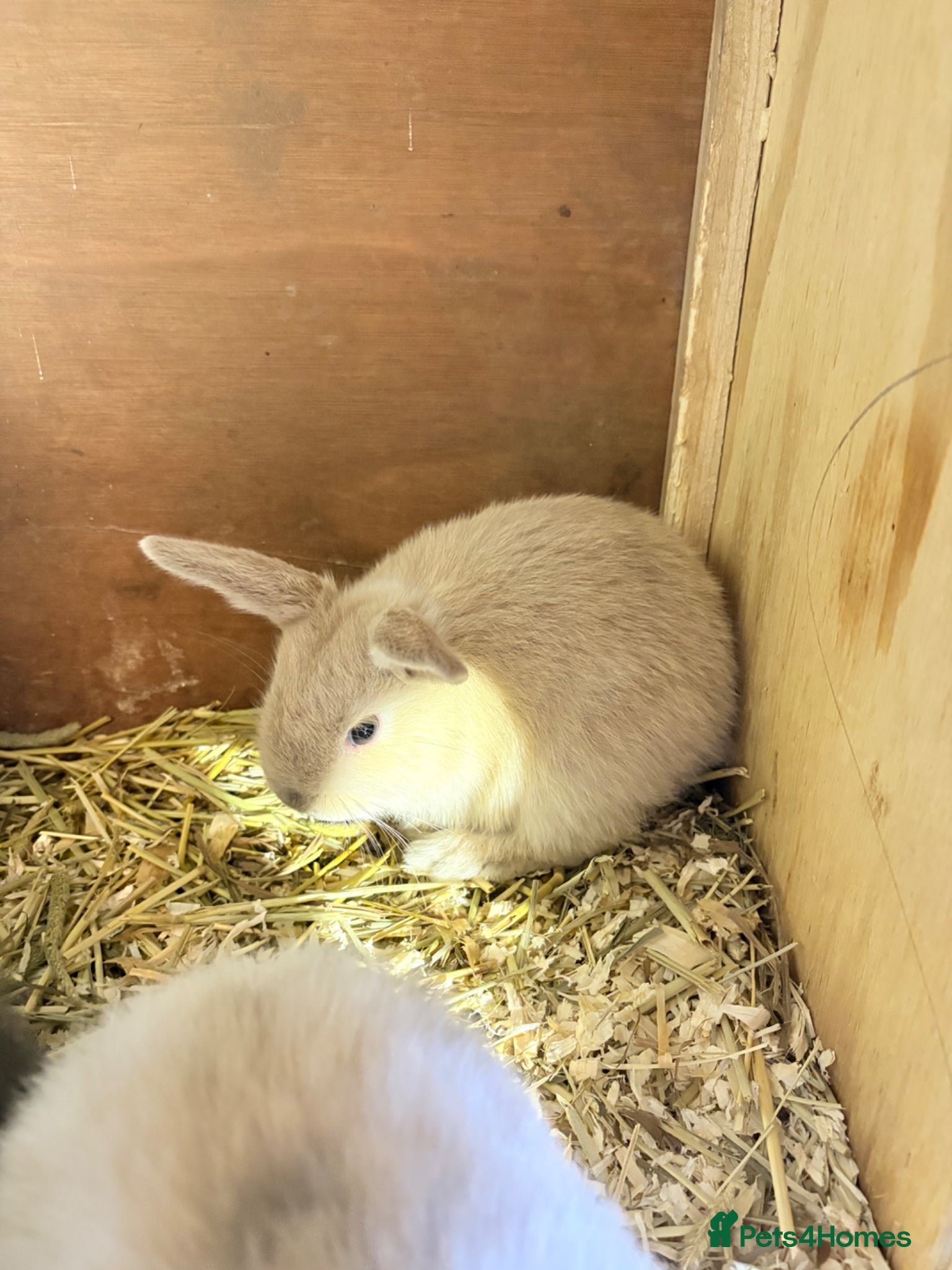 Mini Lop rabbits for sale: Mini lop baby rabbits REDUCED  - Advert 2