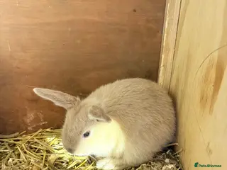 Mini Lop rabbits for sale: Mini lop baby rabbits REDUCED - Advert 2