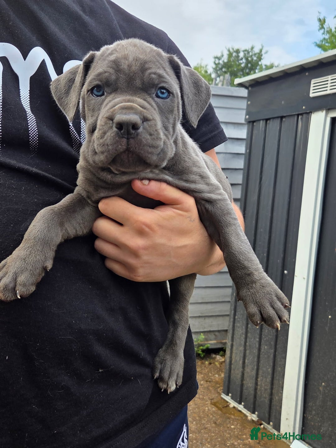 Cane Corso dogs for sale: Look 👀 absolutely stunning cane corso. - Image 17