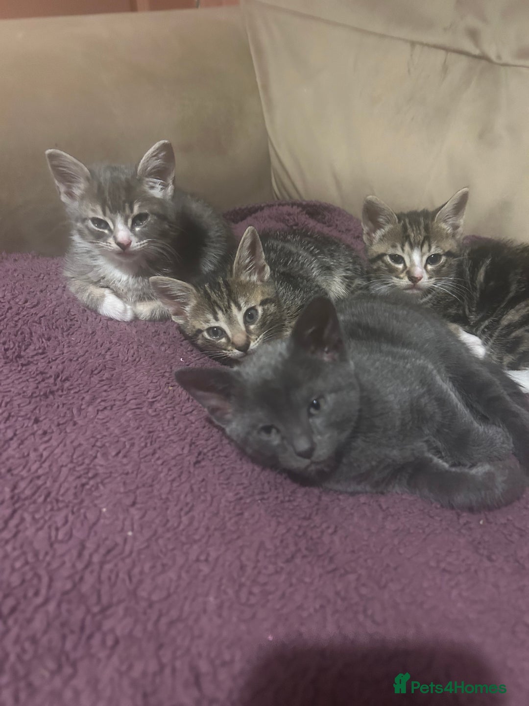 Mixed Breed cats for sale: 3 kittens for sale  - Advert 4