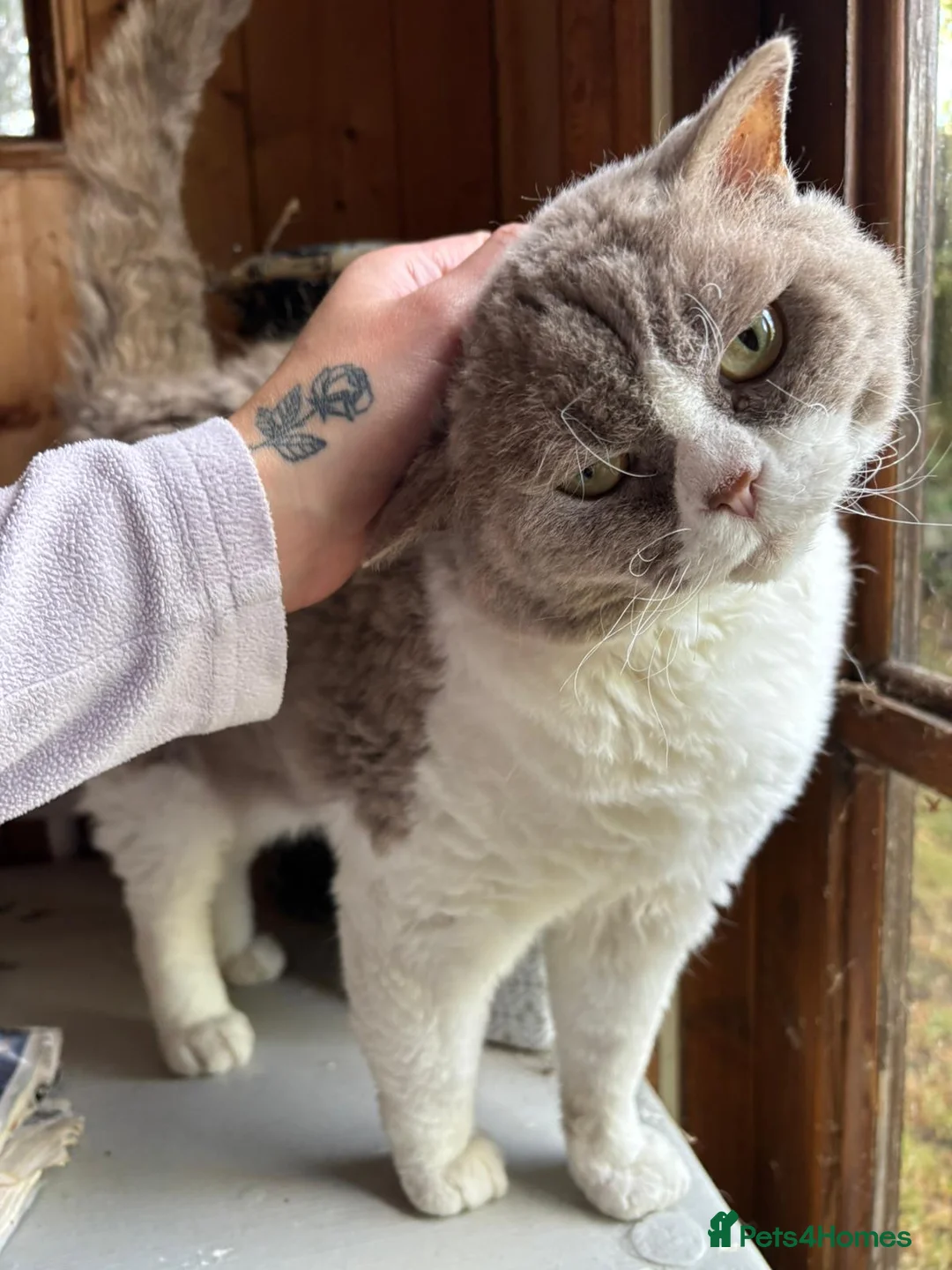 Selkirk Rex cats for sale: Selkirk Rex cat  in Barnsley - Advert 1