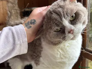 Selkirk Rex cats Selkirk Rex cat - Advert 3