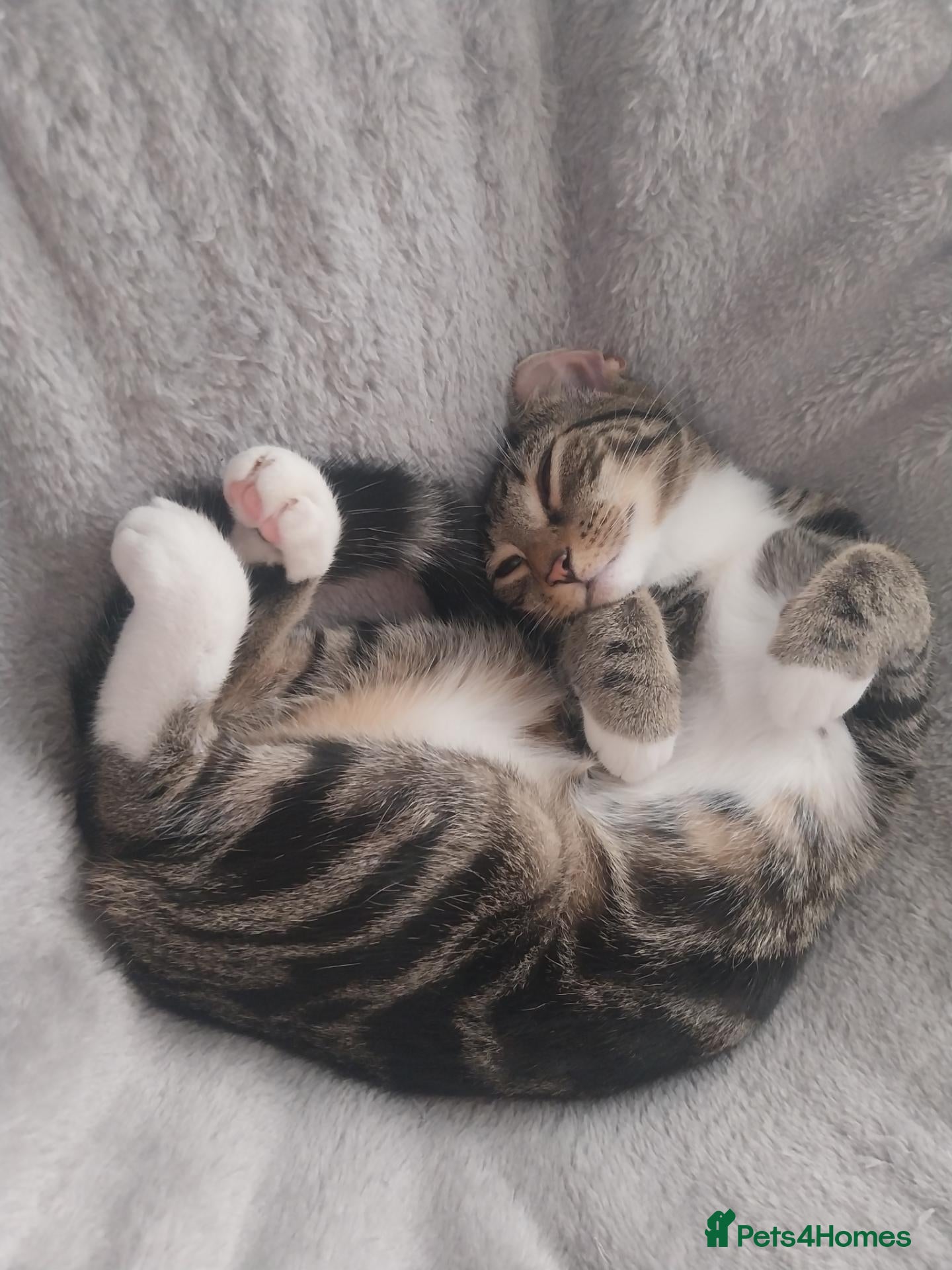 Mixed Breed cats  Sweet girl kitten is looking for loving home  - Advert 2