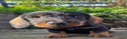Dachshund dogs for sale: Wire haired Teckel puppies for sale  - Advert 5