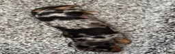 Miniature Dachshund dogs for sale: 🐶 Pure-bred Dachshund Puppies  - Advert 5