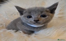 Russian Blue cats for sale: GCCF, CHAMPION SIRED RUSSIAN BLUE KITTENS - Advert 21