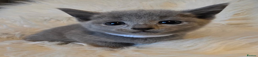 Russian Blue Kitten 4