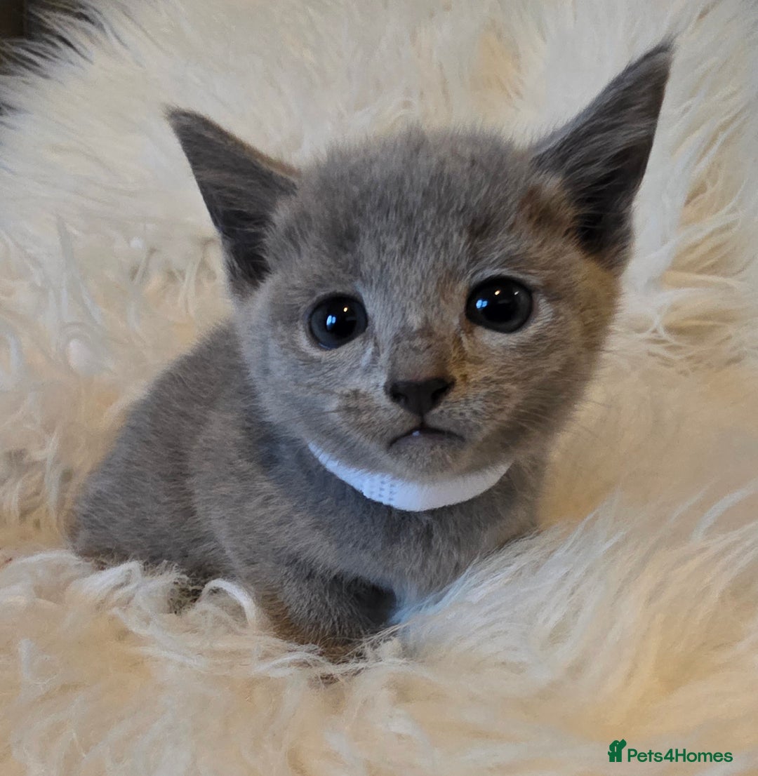 Russian Blue cats for sale: GCCF, CHAMPION SIRED RUSSIAN BLUE KITTENS - Advert 21