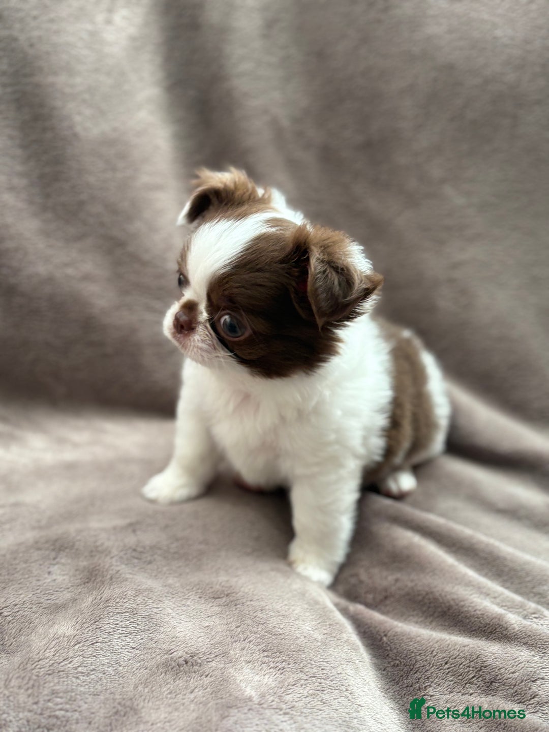 Chihuahua dogs for sale: Chihuahuas - Image 10