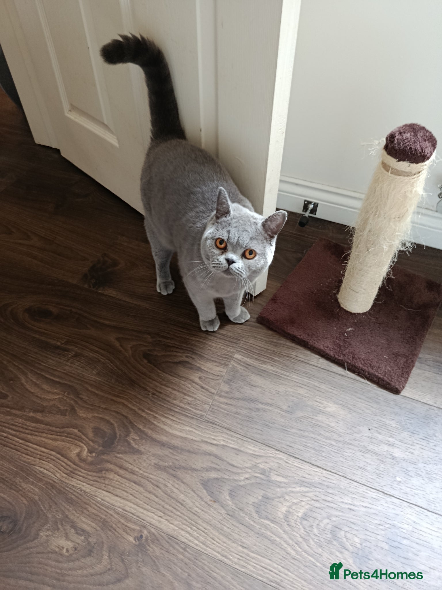 British Shorthair cats for sale: Beautiful 1‑Year‑Old British Shorthair  in Gloucester - Advert 3