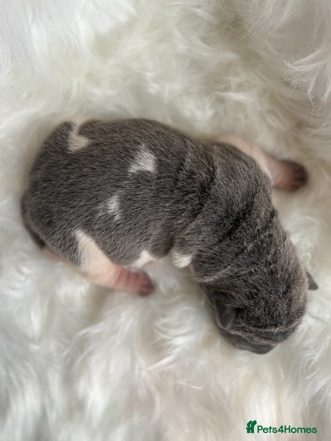 Shar Pei dogs for sale: Stunning rare Shar-Pei puppies  - Advert 20