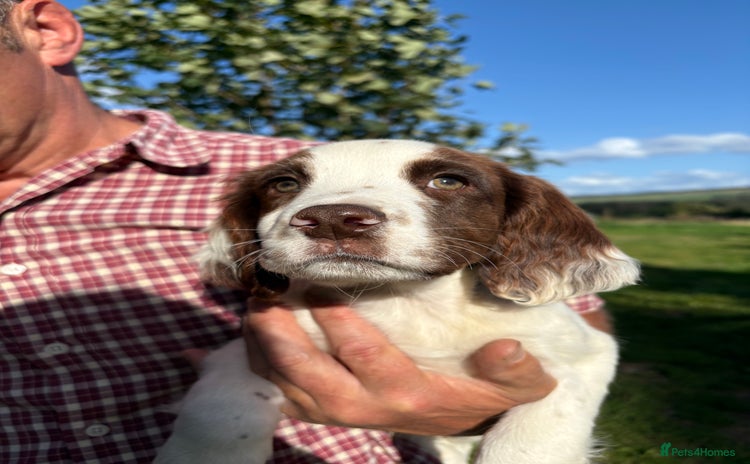 English Springer Spaniel dogs - Advert 2