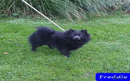 German Spitz dogs for sale: Friendly Freddie Looking For Loving Home - Image 10