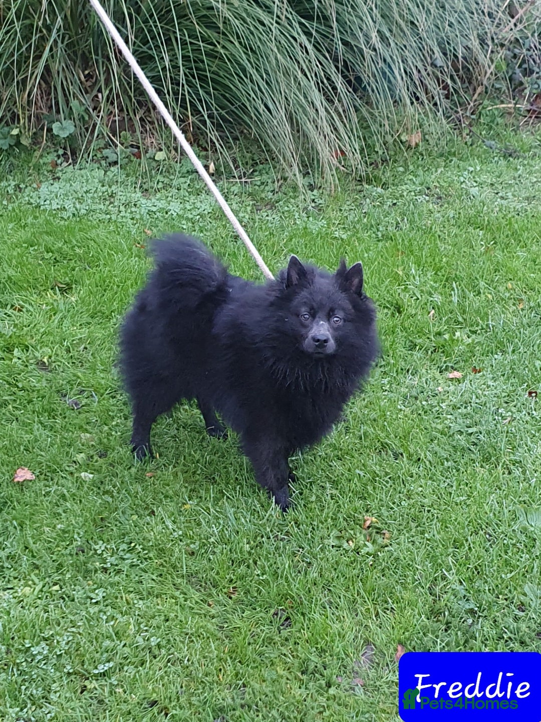 German Spitz dogs for sale: Friendly Freddie Looking For Loving Home - Image 10