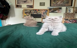 British Shorthair cats for sale: Beautiful litter of British short hair kittens - Image 4