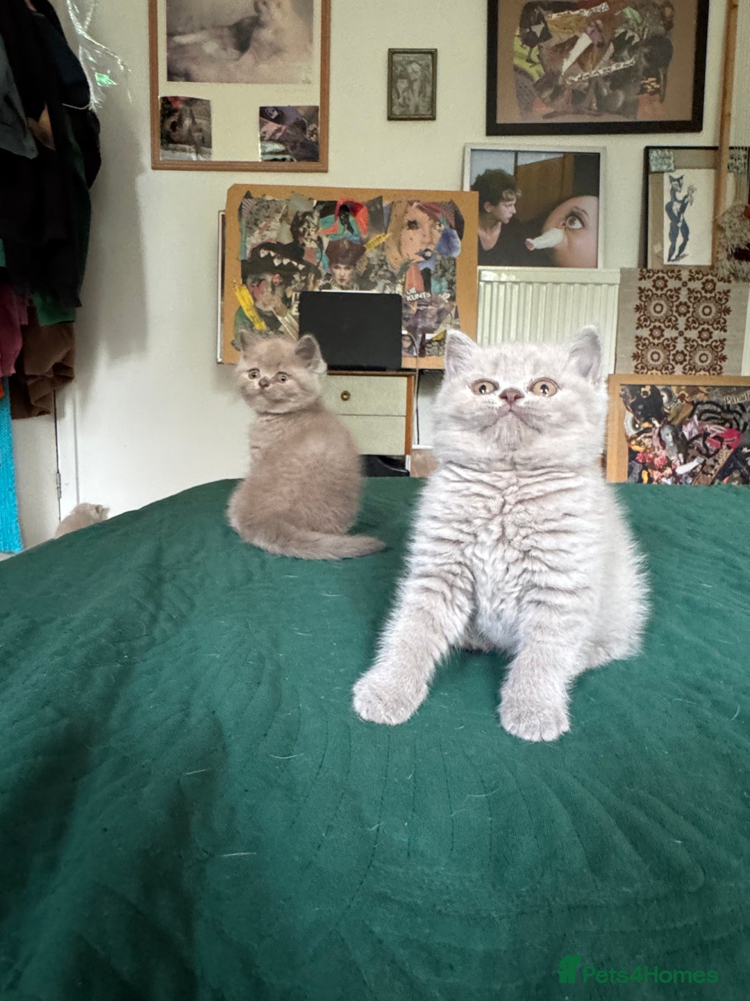 British Shorthair cats for sale: Beautiful litter of British short hair kittens - Image 4