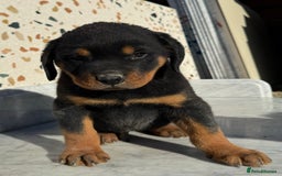 Rottweiler dogs for sale: Stunning chunky Rottweiler puppies - Image 27