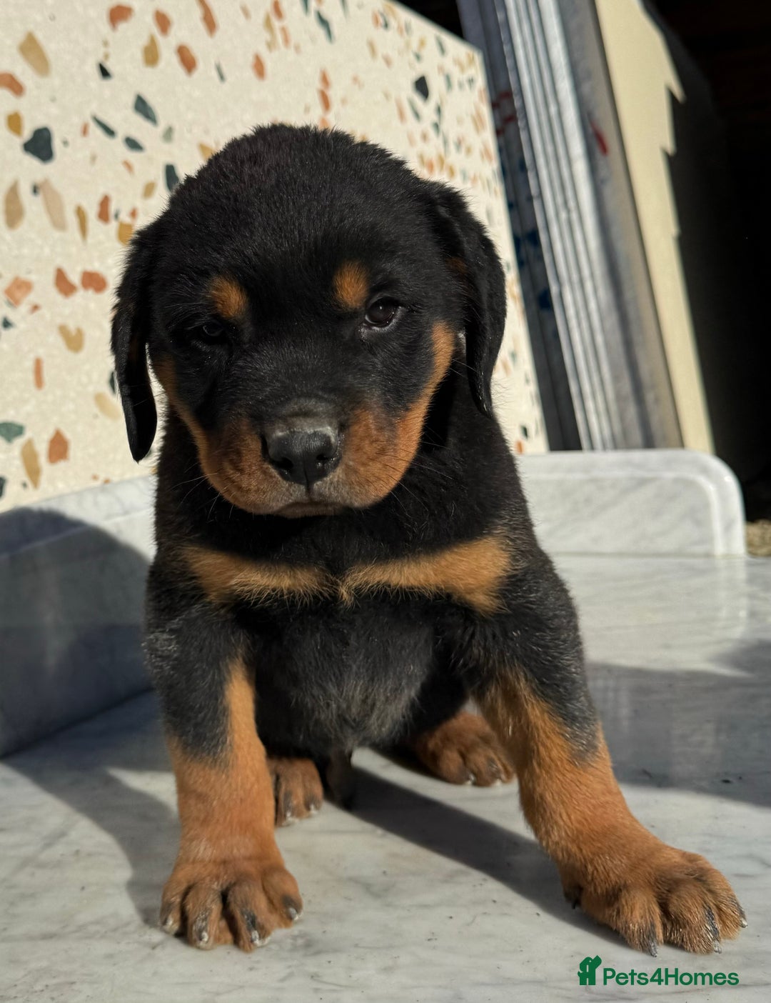 Rottweiler dogs for sale: Stunning chunky Rottweiler puppies - Image 27