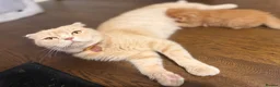 Scottish Fold cats for sale: Mum is Scottish fold, dad is British straight  - Advert 8