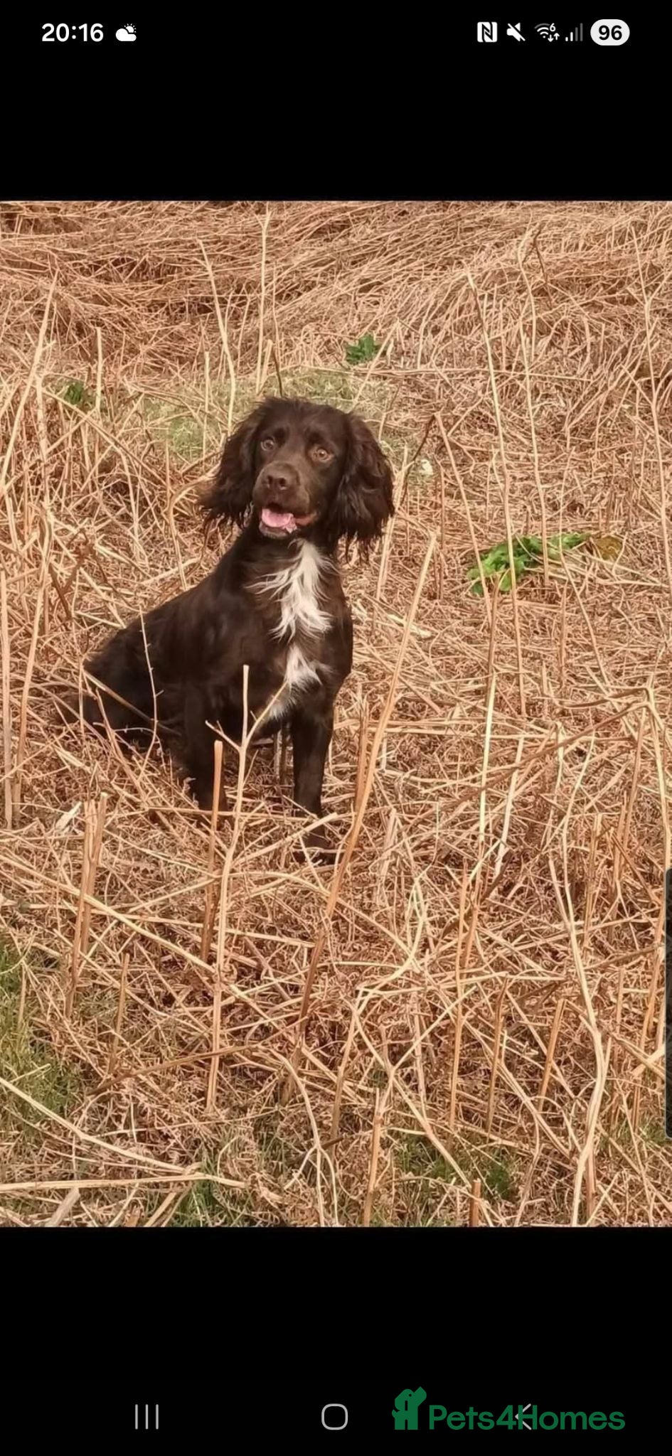 Cocker Spaniel dogs Cocker spaniels - Advert 1