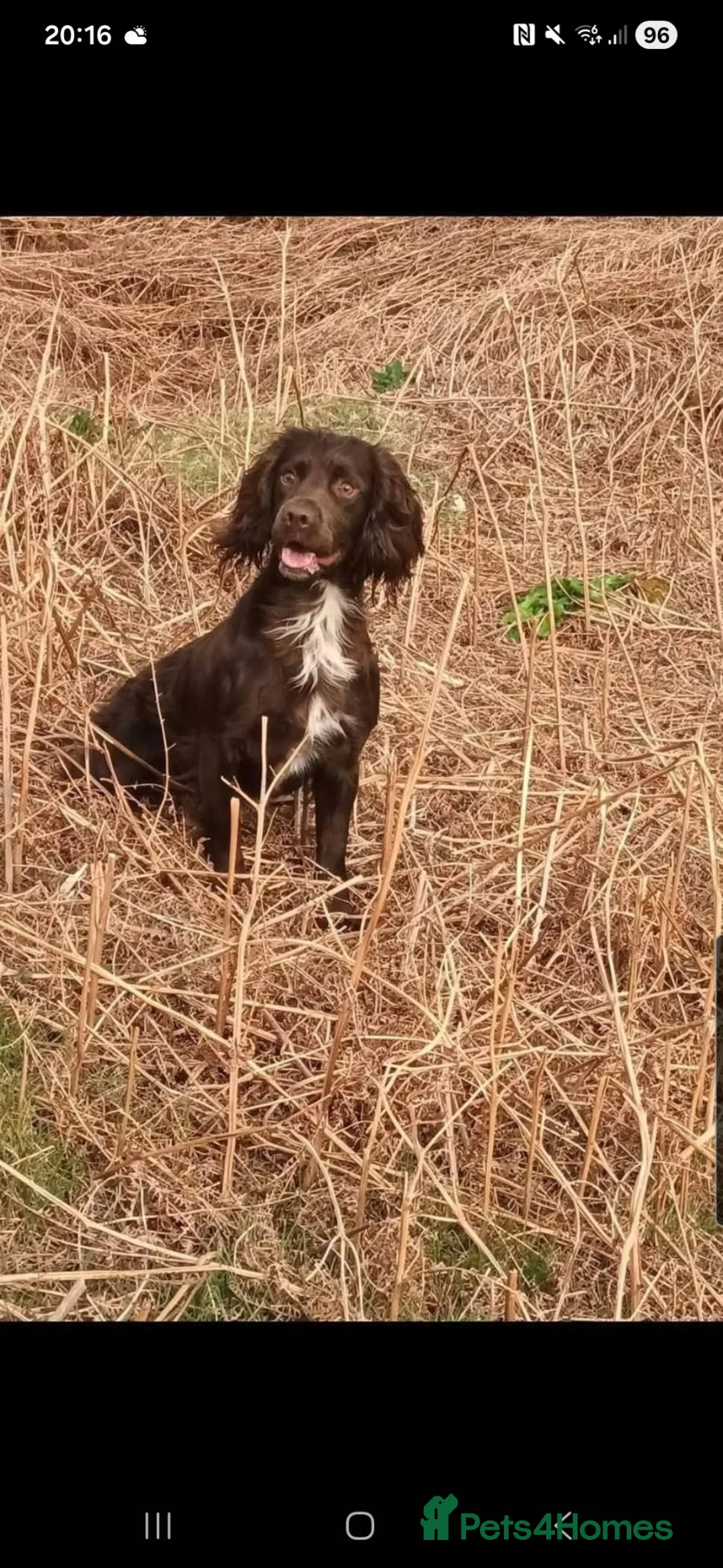 Cocker Spaniel dogs for sale: Cocker spaniels in Llandudno Junction - Advert 1