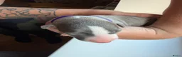 Whippet dogs for sale: Beautiful whippet puppies - Advert 16