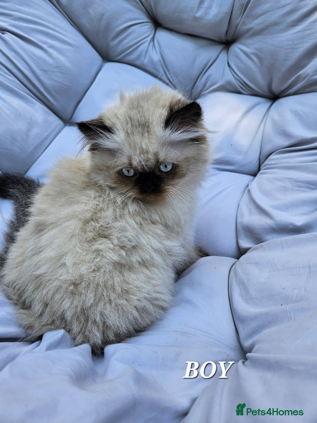 Persian cats for sale: PERSIAN HIMALAYAN Kittens for Sale!   - Image 22