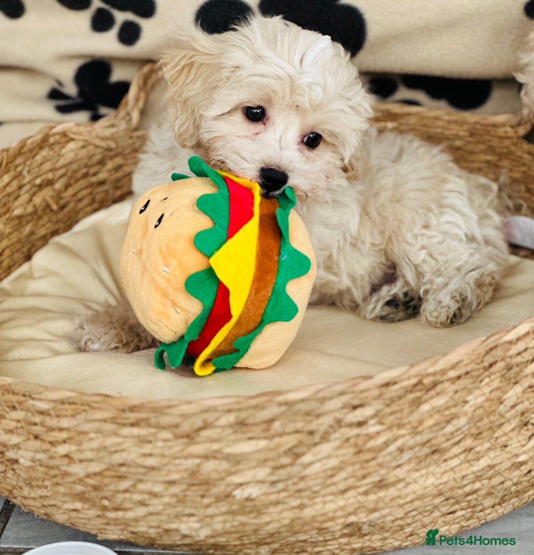 Maltipoo dogs for sale: F1 Toy Maltipoo puppys   - Image 33