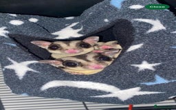 Sugar Glider rodents for sale: 3 Sugar Gliders with cage + accessories  - Image 7