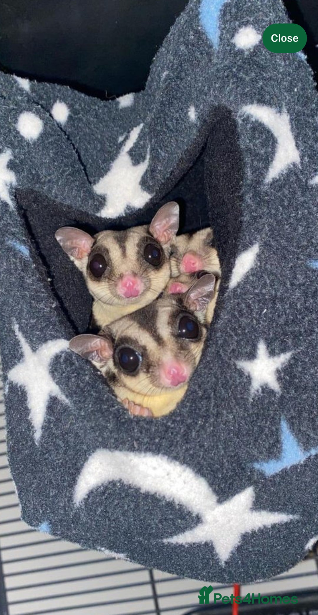 Sugar Glider rodents for sale: 3 Sugar Gliders with cage + accessories  - Image 7