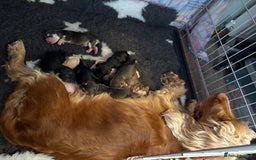 Cocker Spaniel dogs for sale: Show type Cocker Spaniel Puppies - Image 28