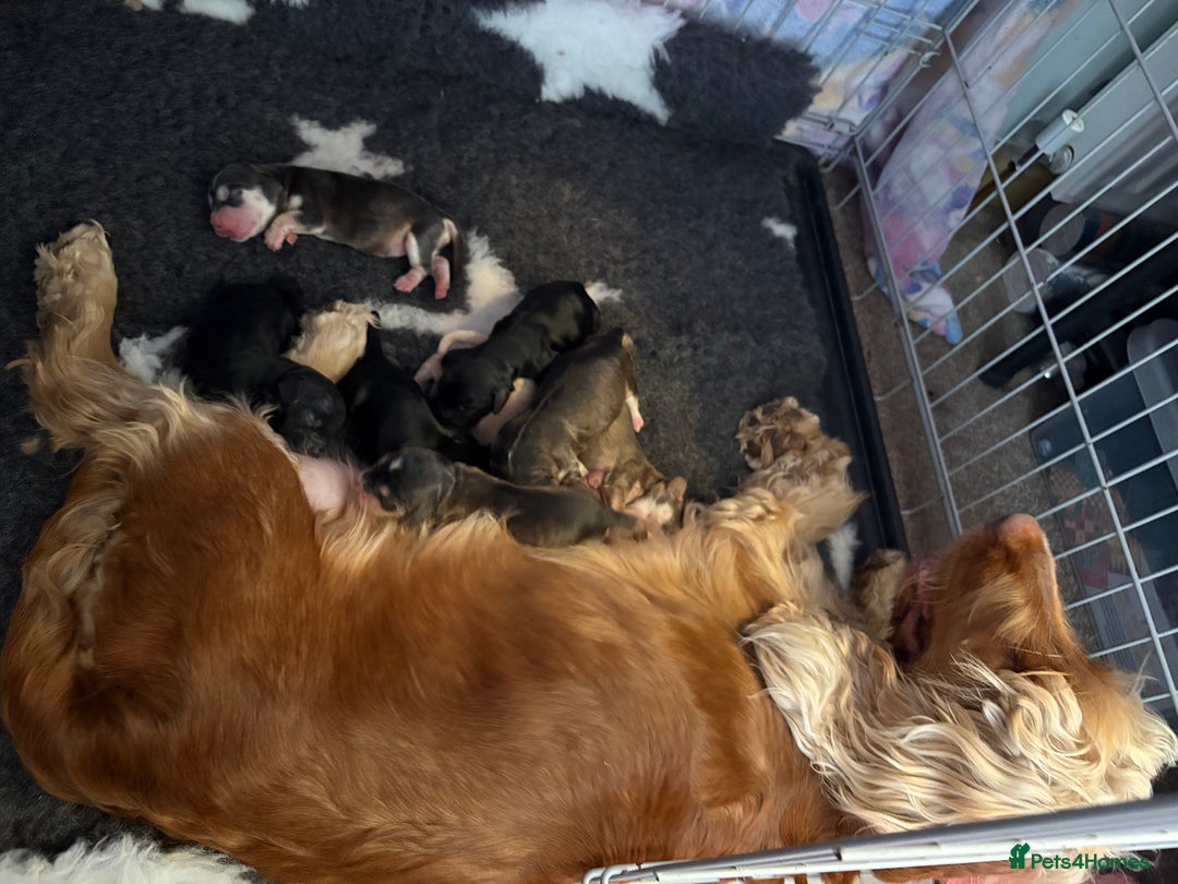 Cocker Spaniel dogs for sale: Show type Cocker Spaniel Puppies - Image 28