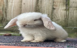 Mini Lop rabbits for sale: Gorgeous mini lops looking for their forever home - Image 6