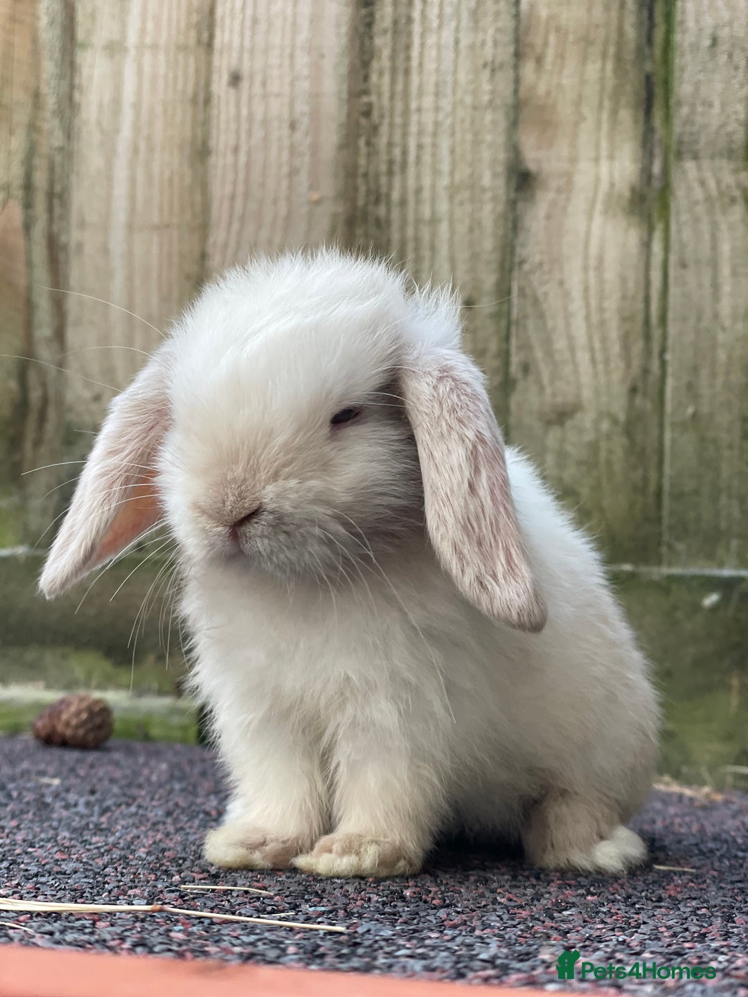 Mini Lop rabbits for sale: Gorgeous mini lops looking for their forever home - Image 6