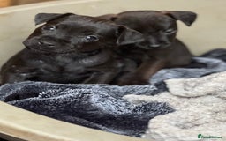 Mixed Breed dogs for sale: Patterdale x Lakeland terrier pups - Image 7