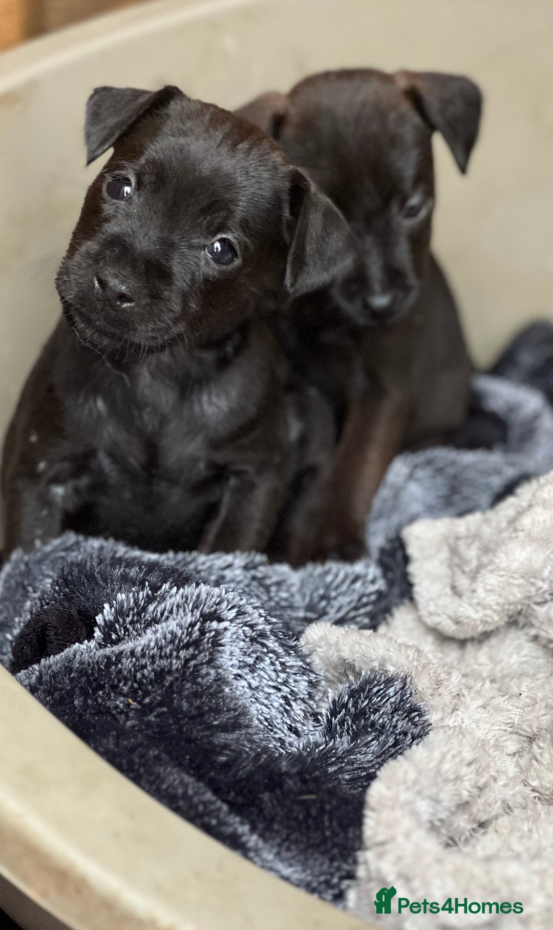 Mixed Breed dogs for sale: Patterdale x Lakeland terrier pups - Image 7