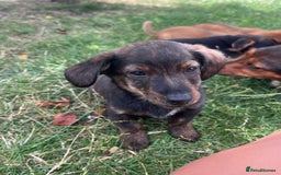 Mixed Breed dogs for sale: Dachshund /Norwich terrier  - Image 5