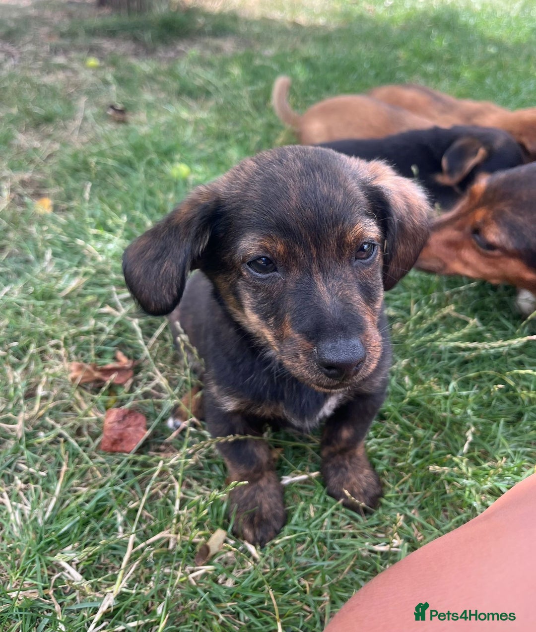 Mixed Breed dogs for sale: Dachshund /Norwich terrier  - Image 5