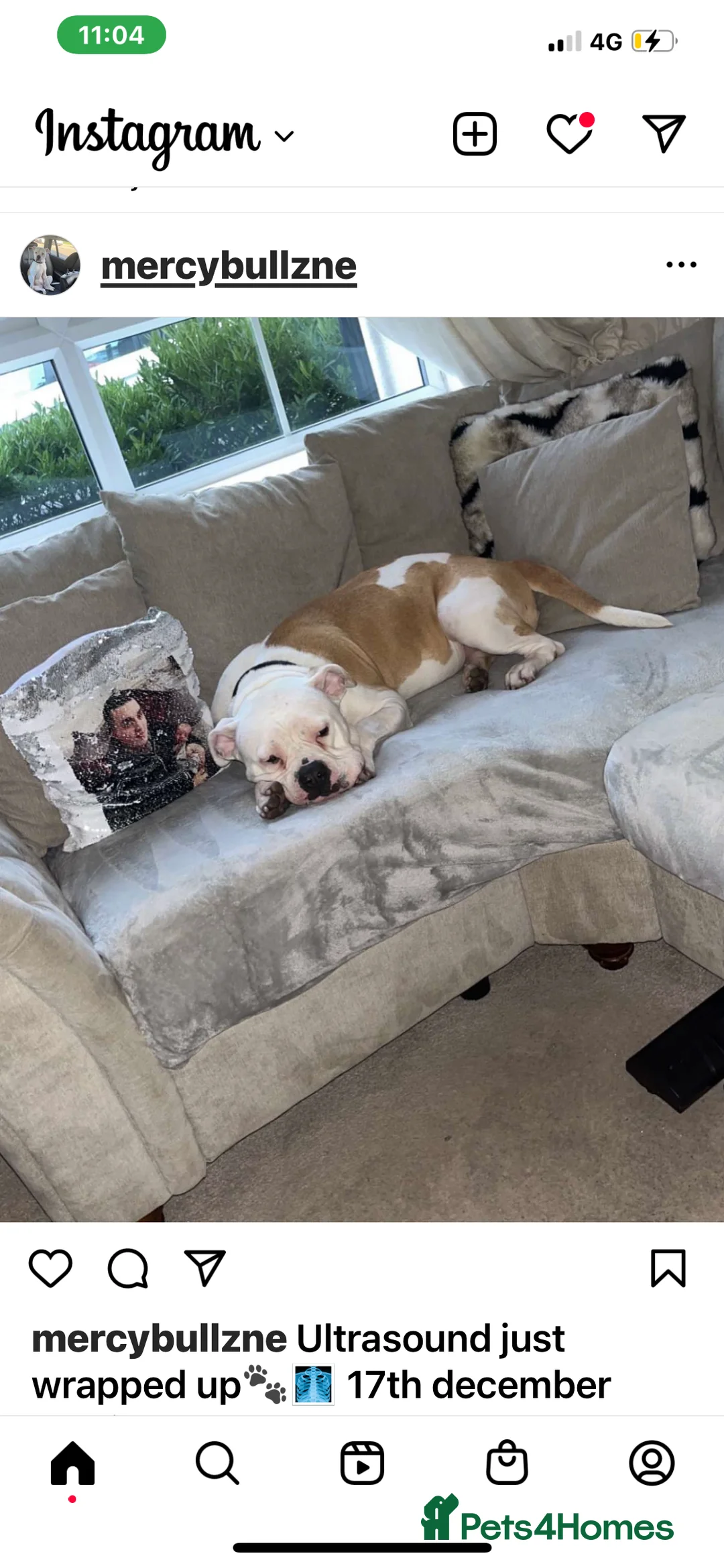 Mixed Breed dogs for sale: American bulldog x american pocket in Newcastle upon Tyne - Advert 2