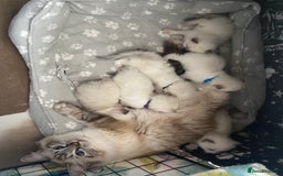 Ragdoll cats for sale: GCCF Seal point and bi colour Ragdoll Kittens - Image 17