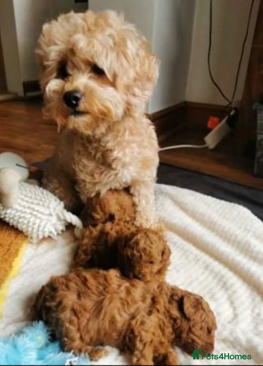 Toy Poodle dogs for stud: Extensively DNA Health Tested Deep Red Toy Poodle in Mansfield - Advert 3